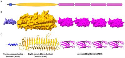 Structural and functional insights from the sequences and complex domain architecture of adhesin-like proteins from Methanobrevibacter smithii and Methanosphaera stadtmanae